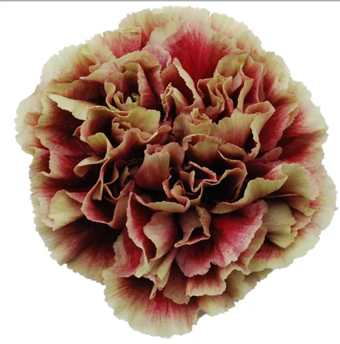 Merletto Crimson
