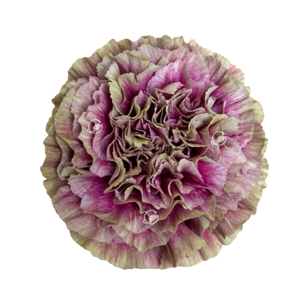 Merletto Deco