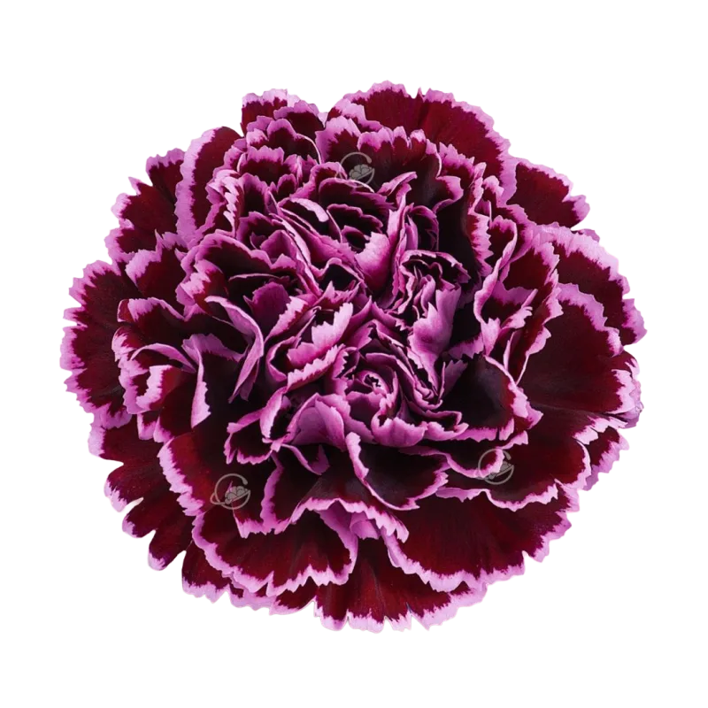 Nobbio Crochet