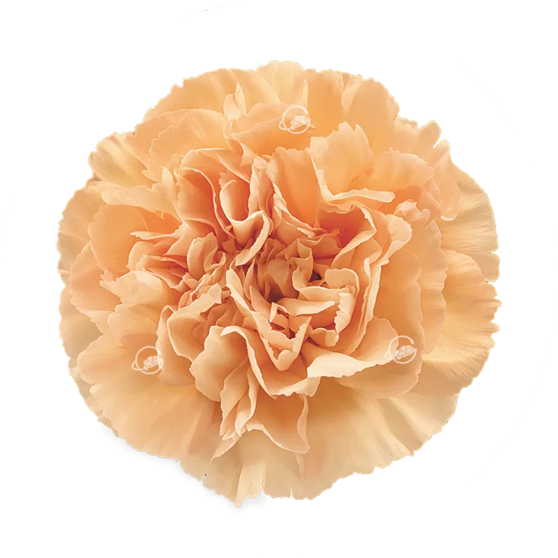 Amorosa
