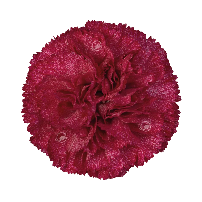 Burgundy Pixel