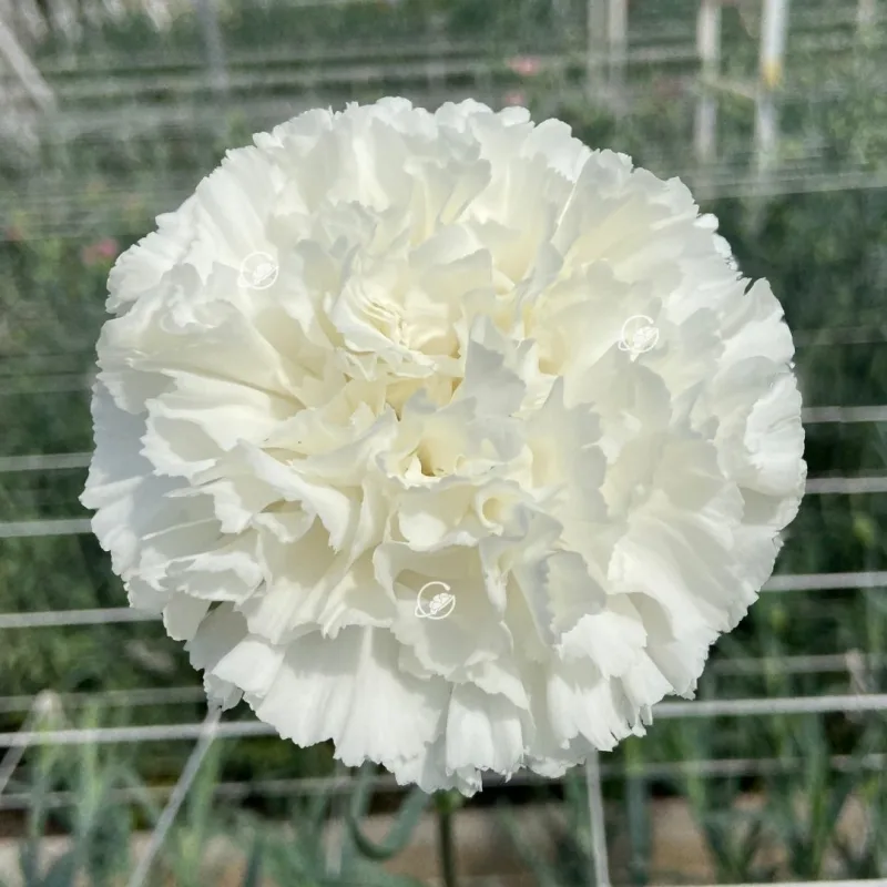 Diamante
