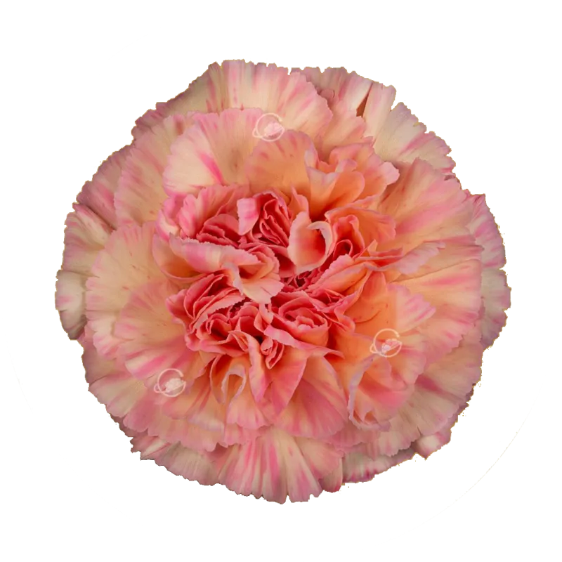 Gioia
