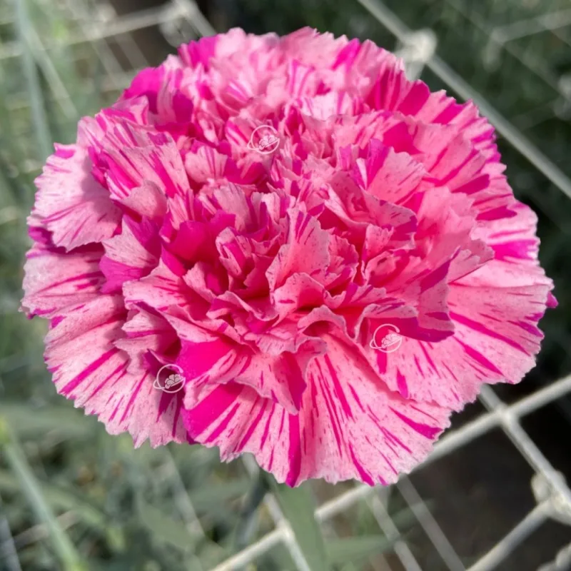 Jubilee