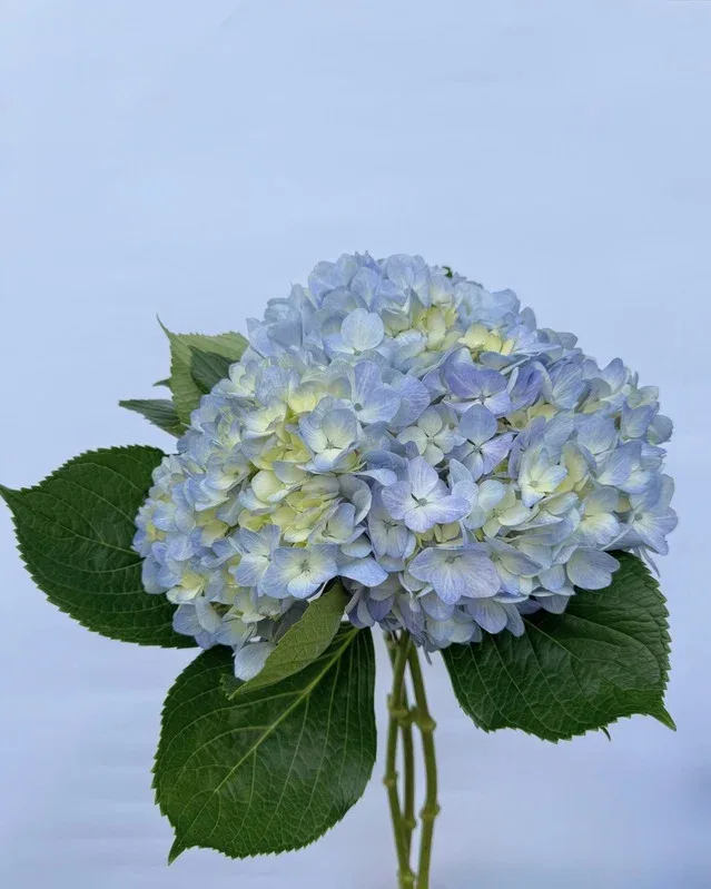 Blue Criolla