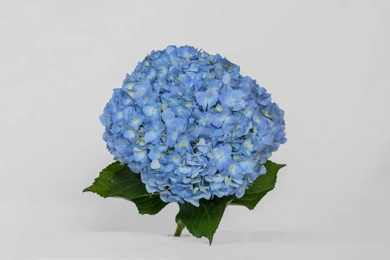 Blue Bogotana