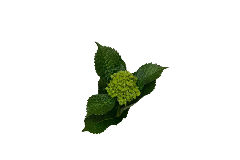 Mini Green Mojito
