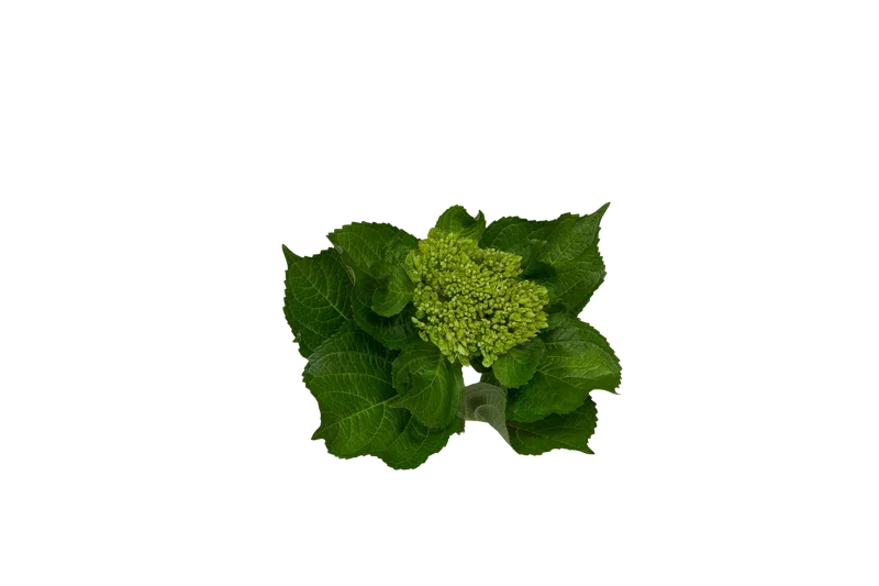 Mini Green Dark
