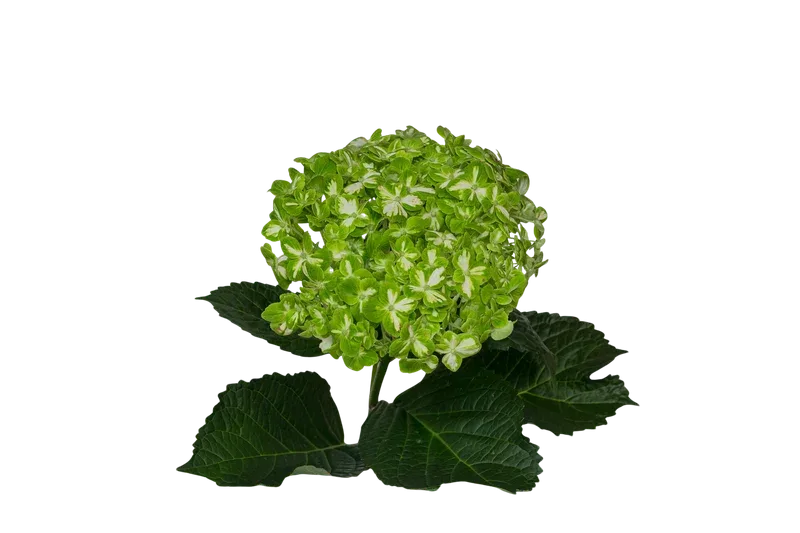 Green Variegada