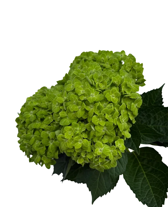 Shamrock Dark Green