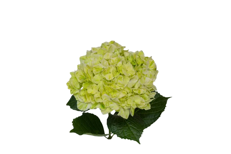 Lime Green