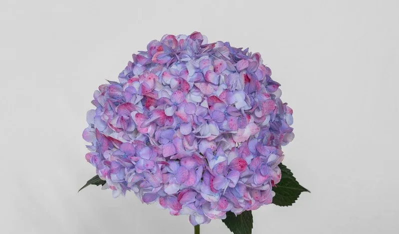 Antique Lavander