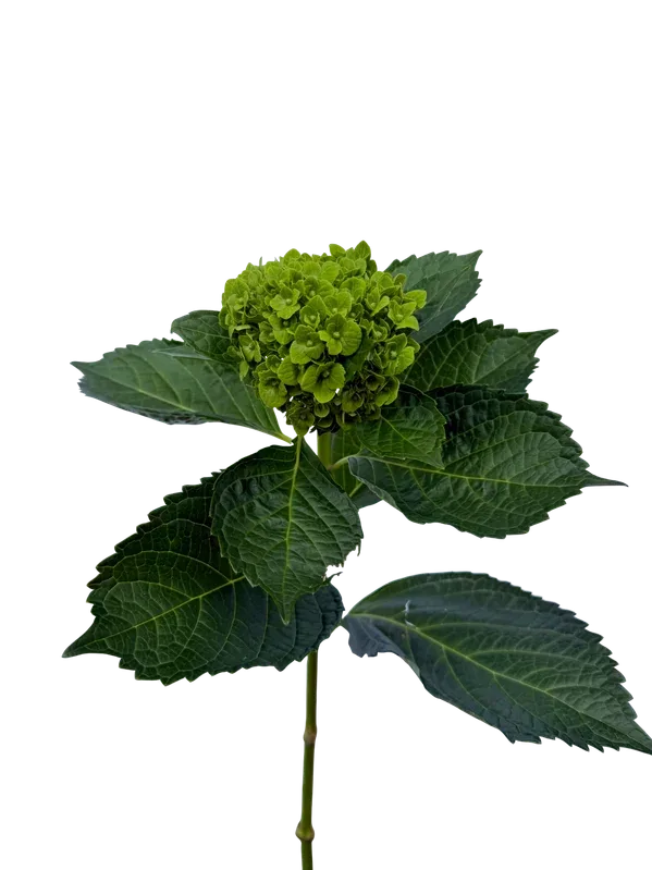 Mini Green Shamrock
