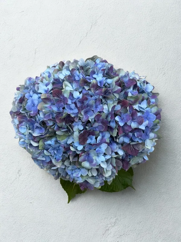 Antique Blue
