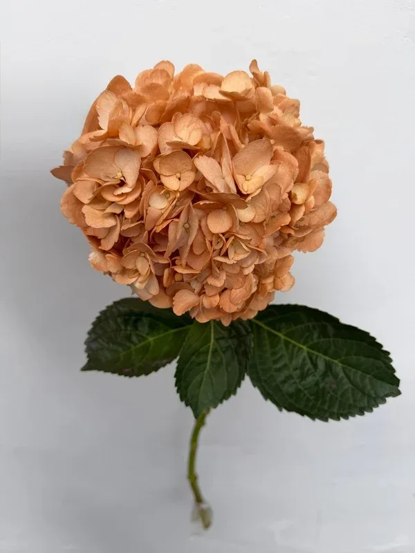 Durazno