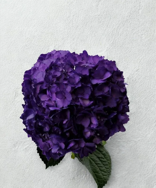 Violetta