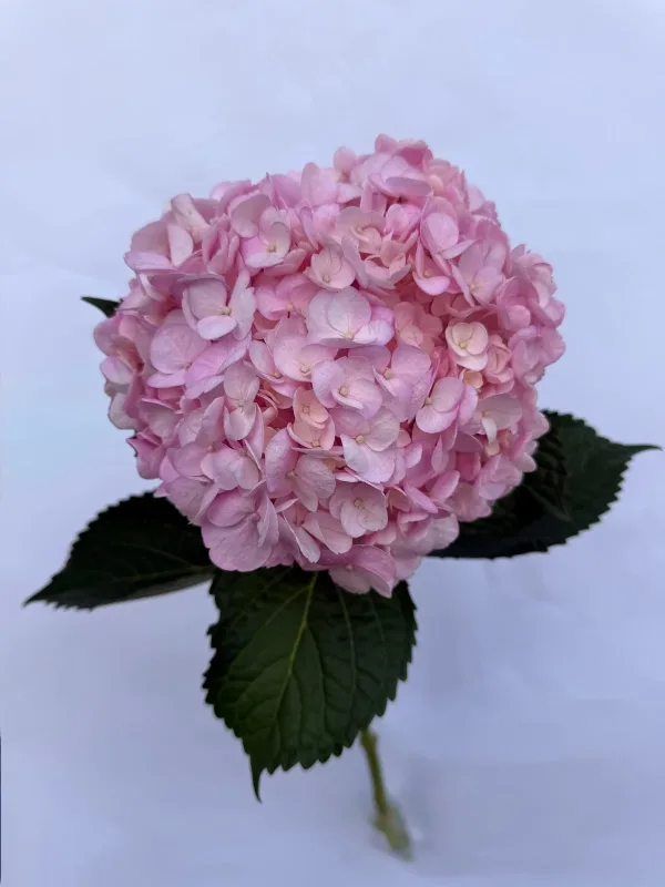 Verena Pink