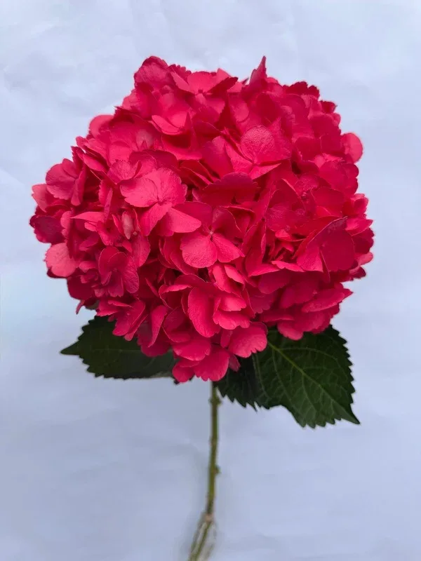 Rasberry
