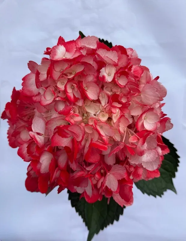 White and Red