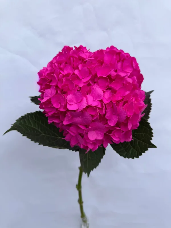 Magenta