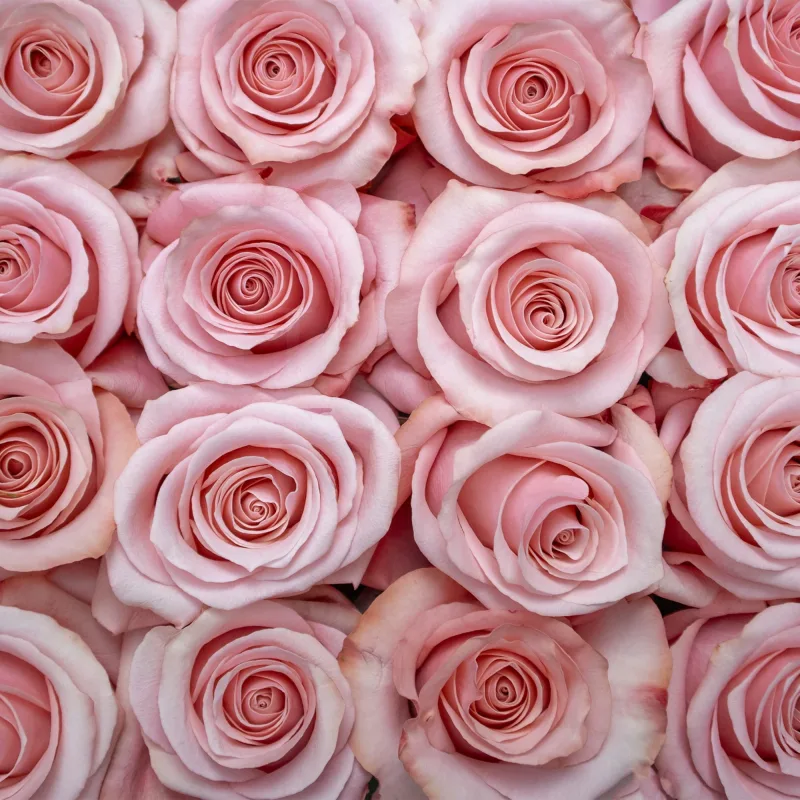 Be Sweet